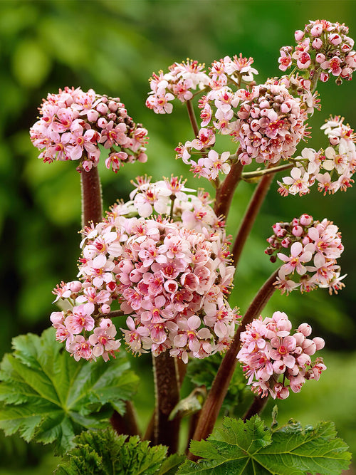 Darmera Peltata (Schildblad)