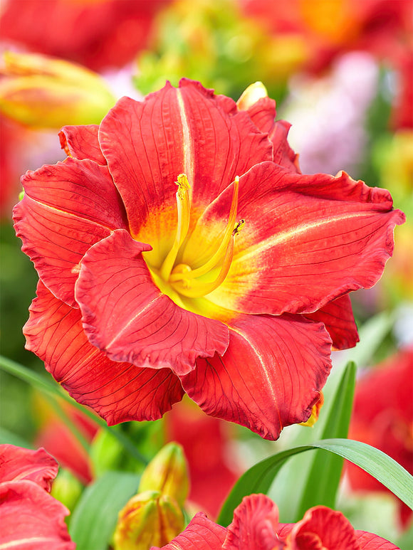 Daglelie Booby Ruby (Hemerocallis)