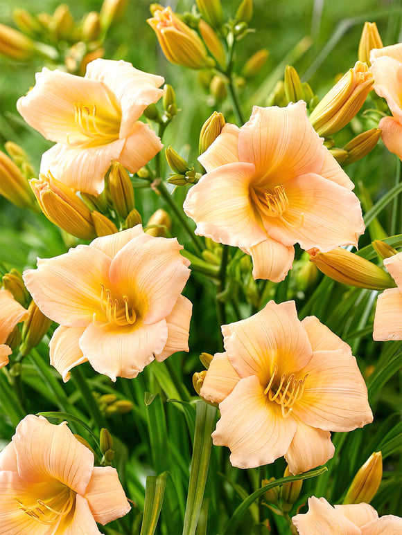 Daglelies Mini Pearl (Hemerocallis)