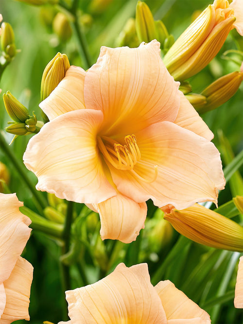 Daglelie Mini Pearl (Hemerocallis) vaste planten