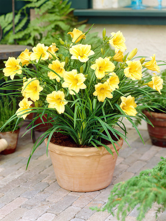 Daglelie Stella d'Oro (Hemerocallis) vaste planten