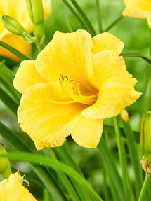 Hemerocallis Stella d'Oro (Daglelie)