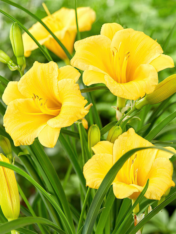 Daglelie Stella d'Oro (Hemerocallis) bestellen