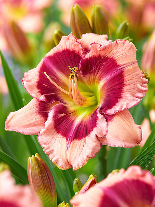 Daglelie Strawberry Shake (Hemerocallis)