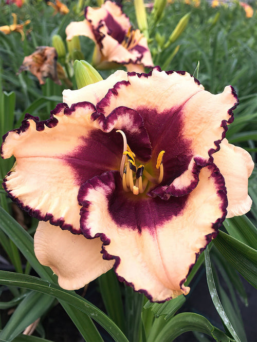 Daglelie Tropical Surprise (Hemerocallis) vaste planten