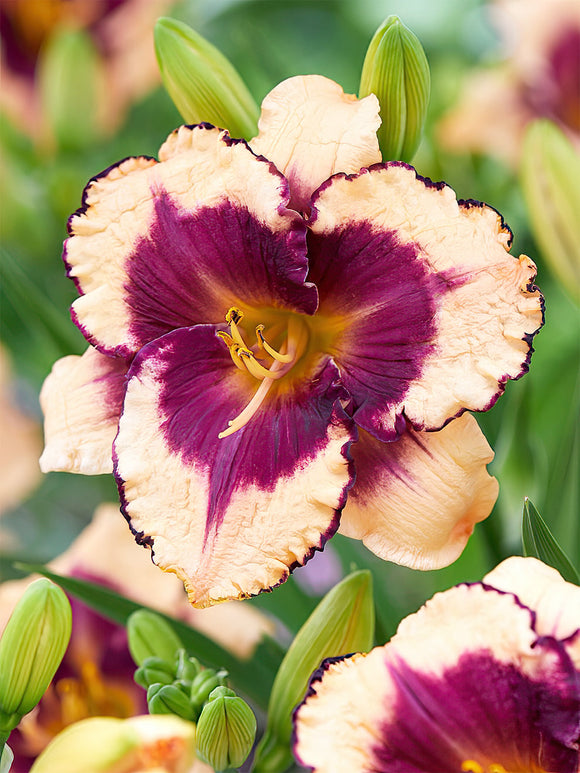 Daglelie Tropical Surprise (Hemerocallis)