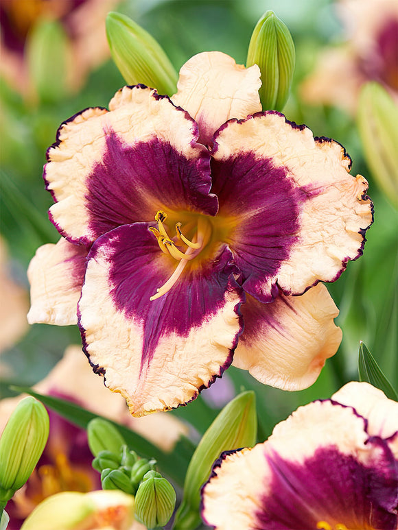 Daglelie Tropical Surprise (Hemerocallis)