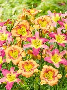 Hemerocallis Fruity Kiss (Daglelie)