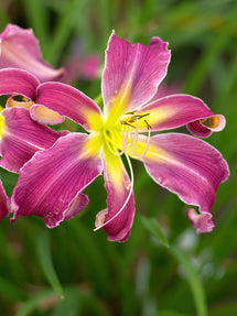 Hemerocallis Exotic Spider (Daglelie)