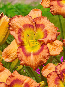 Hemerocallis Fruity Kiss (Daglelie)