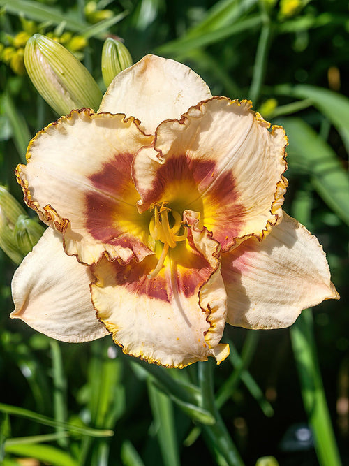 Daglelie Fruity Kiss (Hemerocallis)