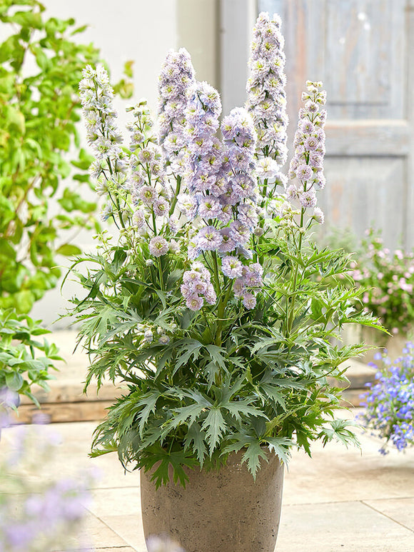 Koop Delphinium (Ridderspoor) Highlander Rainbow Sensation