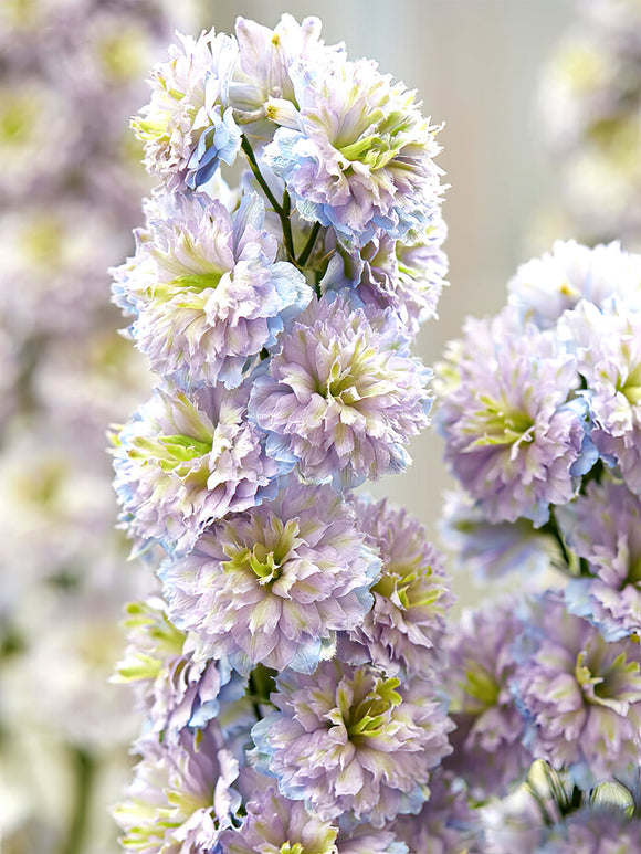 Kopen Delphinium (Ridderspoor) Highlander Rainbow Sensation