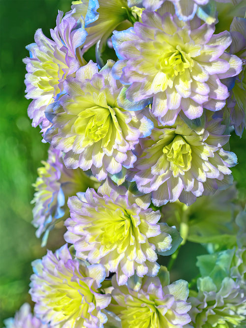 Delphinium (Ridderspoor) Highlander Rainbow Sensation