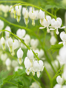 Dicentra (Gebroken Hartje) Spectabilis Alba