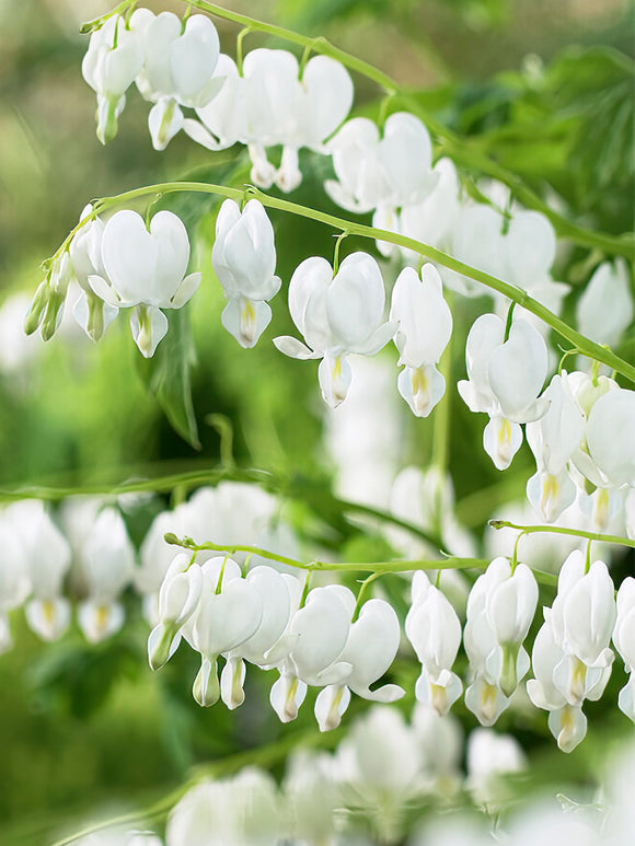 Witte Gebroken hartjes Dicentra Spectabilis Alba kopen