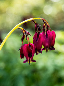 Dicentra (Gebroken Hartje) Bacchanal