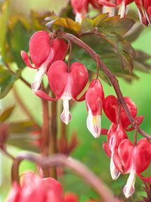 Dicentra (Gebroken Hartje) Hordival Valentine