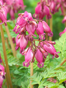 Dicentra (Gebroken Hartje) Luxuriant