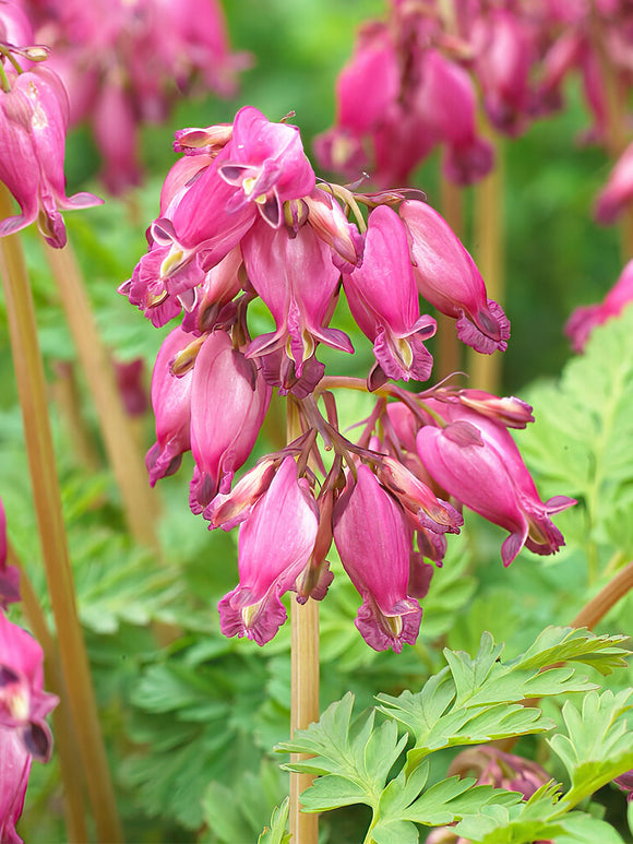 gebroken hartje of tranend hartje Dicentra Luxuriant vaste planten