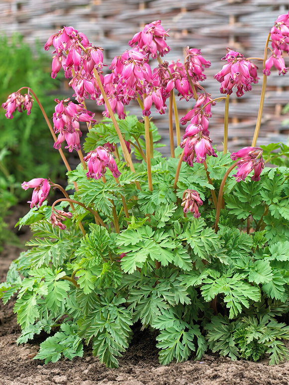 Dicentra Luxuriant - gebroken hartje vaste planten