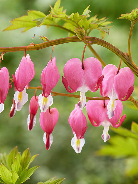 hartjes plant Dicentra Spectabilis (Gebroken Hartjes) Planten