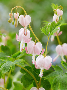 Dicentra (Gebroken Hartje) Cupid