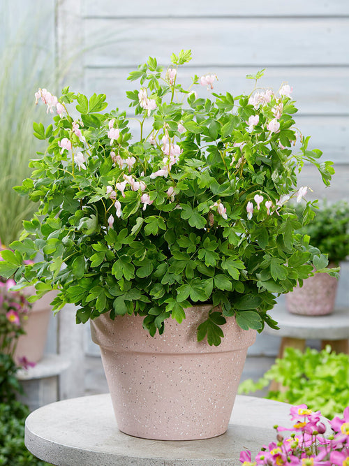 Tranend of gebroken hartje Dicentra 'Cupid'