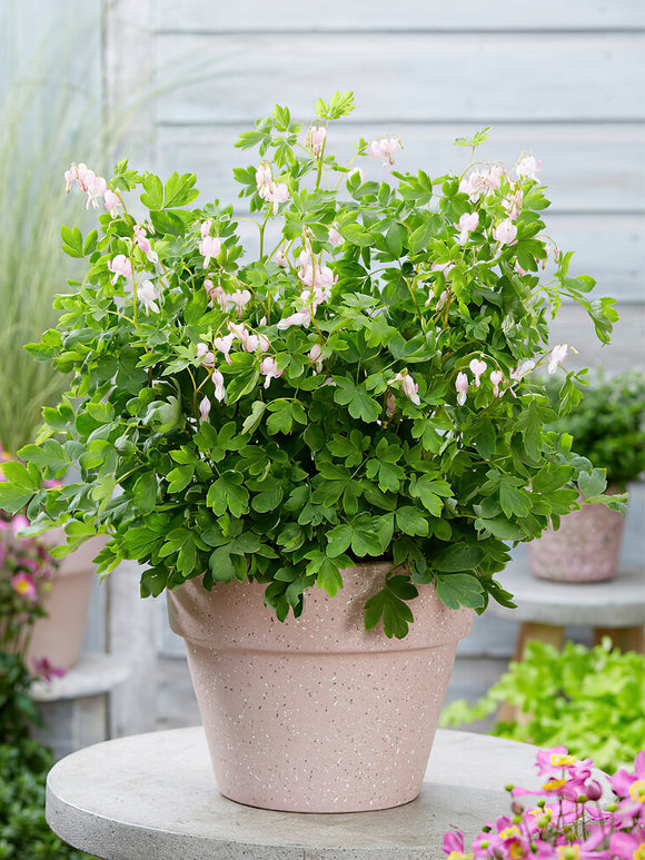 Tranend of gebroken hartje Dicentra 'Cupid'