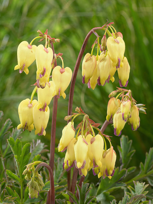 Gebroken hartjes planten Dicentra 'Sulphur Hearts' 