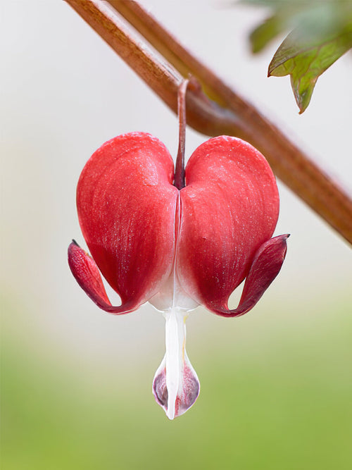 Dicentra (Gebroken Hartje) Hordival Valentine vaste planten kopen