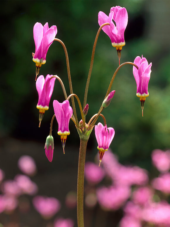 Twaalfgodenkruid Queen Victoria (Dodecatheon)