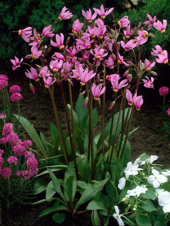 Twaalfgodenkruid Queen Victoria (Dodecatheon) vaste planten