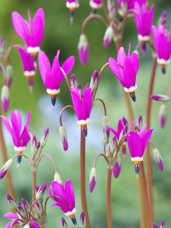 Twaalfgodenkruid Red Wings (Dodecatheon)