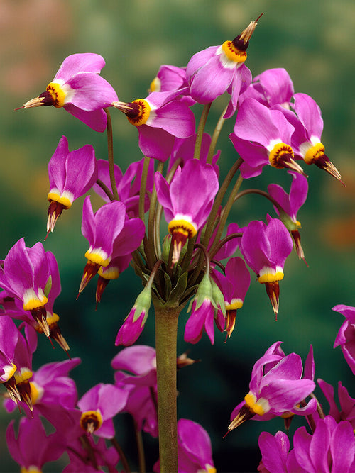 Twaalfgodenkruid Red Wings (Dodecatheon) vaste planten