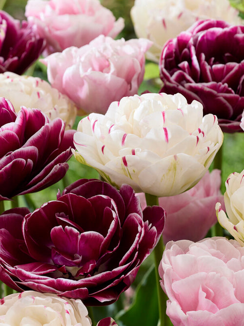 Tulpenbollen Collectie - Dubble Tulpen gemengd