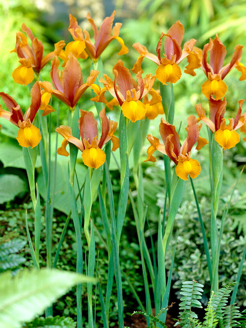 Autumn Princess iris bollen van DutchGrown