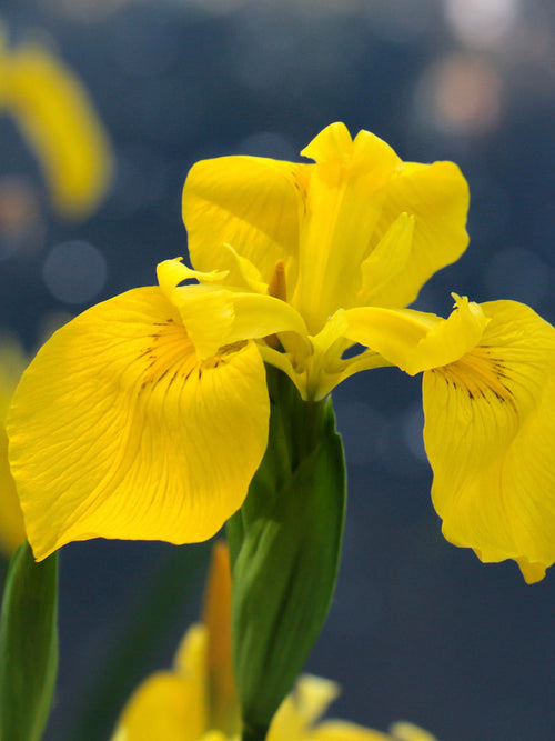Iris Golden Harvest - DutchGrown