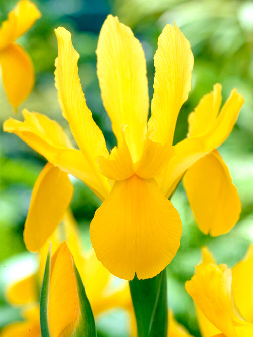 Iris Golden Harvest Bollen