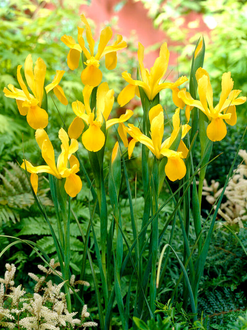 Iris Golden Harvest Bollen