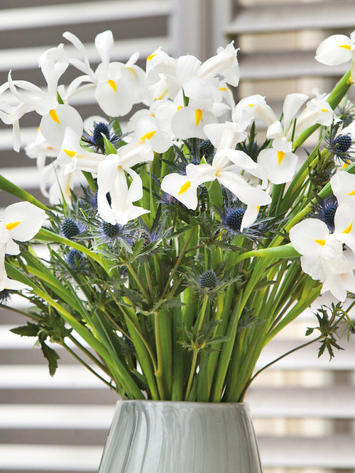Iris White Excelsior Bollen