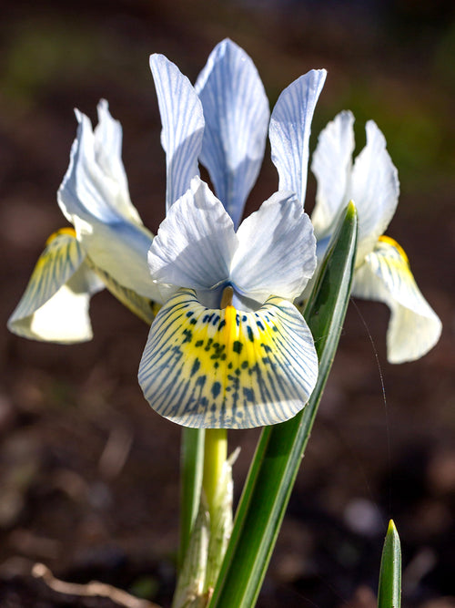 Flower Bulbs Dwarf Iris Katharine Hodgkins