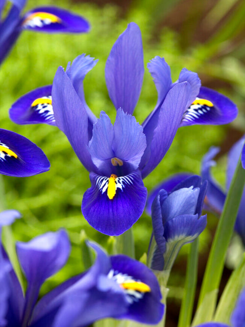Dwergiris 'Iris Reticulata Harmony' Kopen