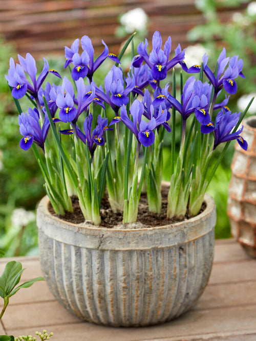 Dwergiris 'Iris Reticulata Harmony' Bloembollen