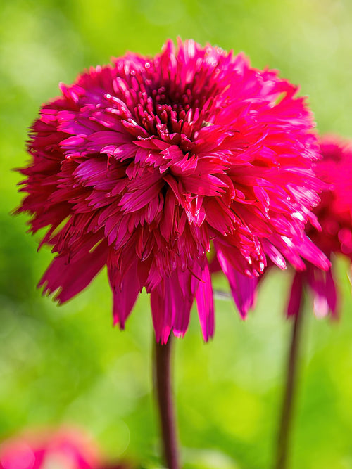 Zonnehoed Blackberry Truffle - Echinacea vaste planten