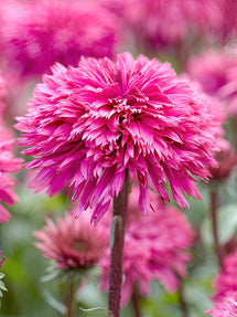 Echinacea Blackberry Truffle (Zonnehoed)