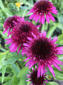 Echinacea Blueberry Cheesecake (Zonnehoed)