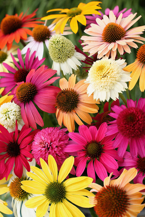 Verschillende kleuren mengsel Zonnehoed mix