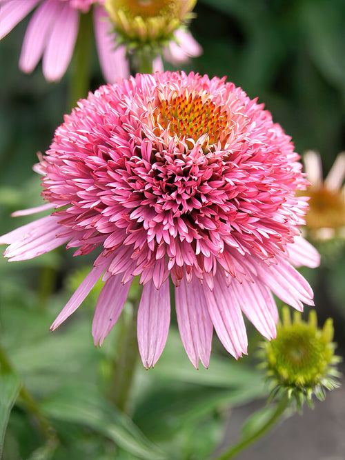 Echinacea Butterfly Kisses zonnehoed vaste planten