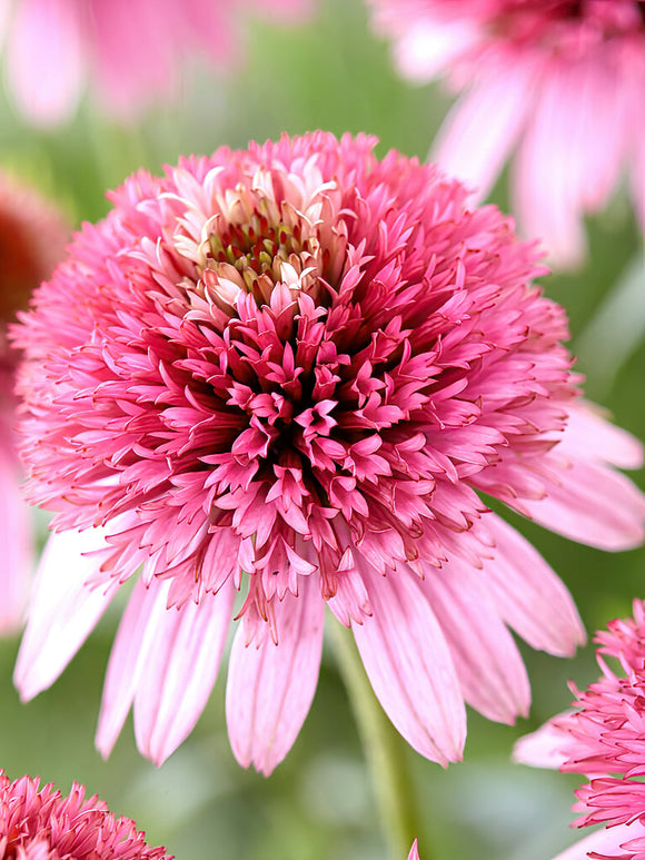 Butterfly Kisses Echinacea vaste planten zonnehoed